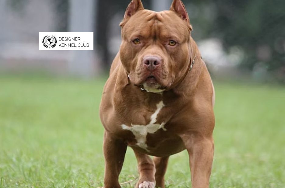 Pitbull Registration Without Papers: Options for Legal Compliance