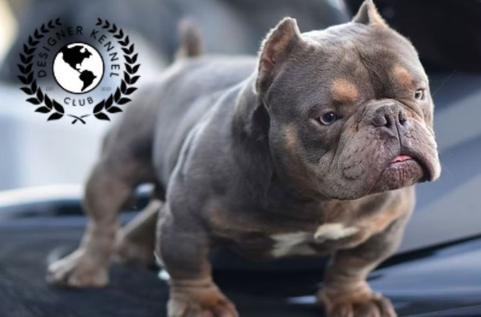 American Bully Lifespan: What to Expect and How to Help Extend It