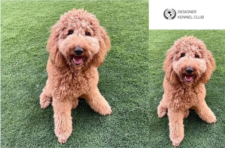 How to Get Golden Doodle Papers Without AKC: Trustworthy Registration Guidance