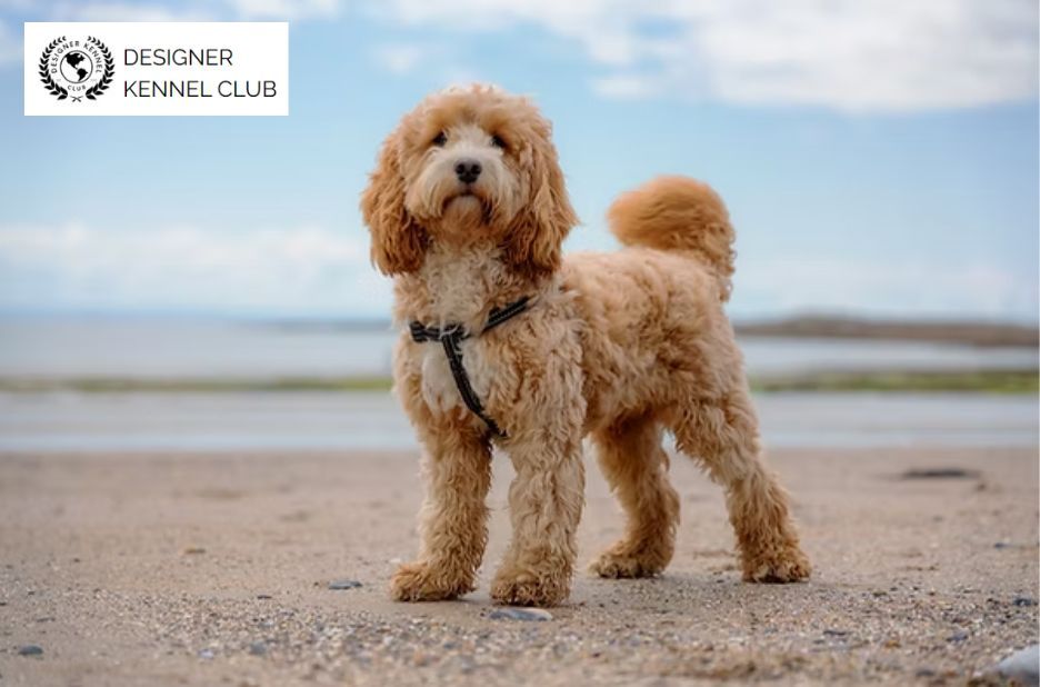 Cockerpoo Registration Papers Checklist for Smooth Proof and Documentation