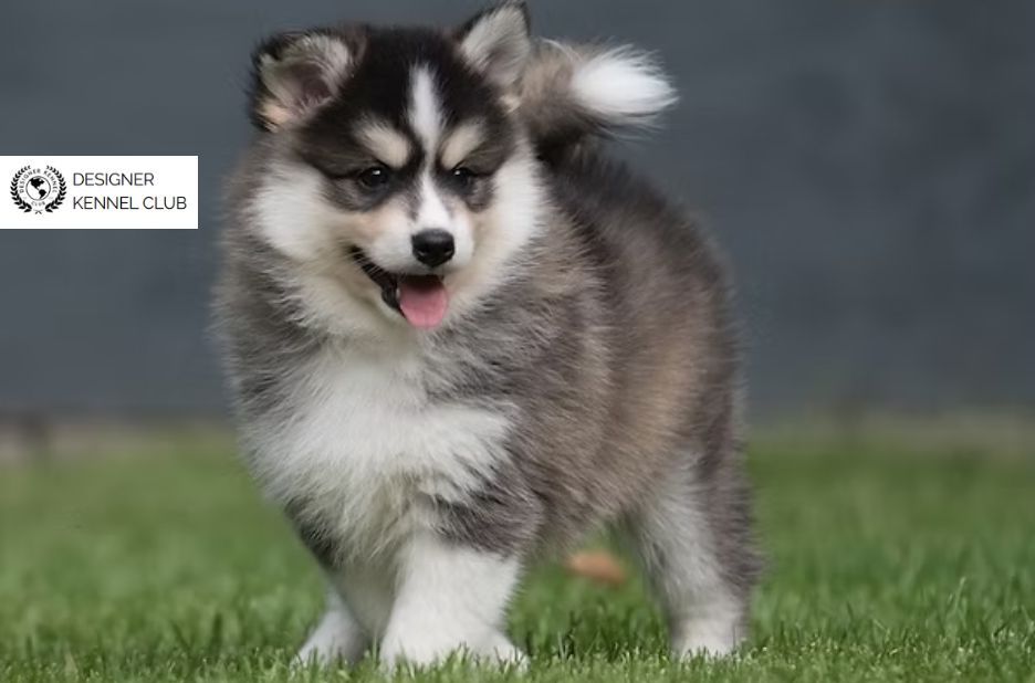 Expert Guide to Pomeranian Husky Registration Requirements and Process