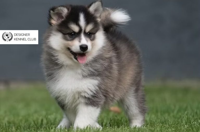 Pomeranian Husky Registration Checklist: Guest Posting Guide for Pomsky Owners