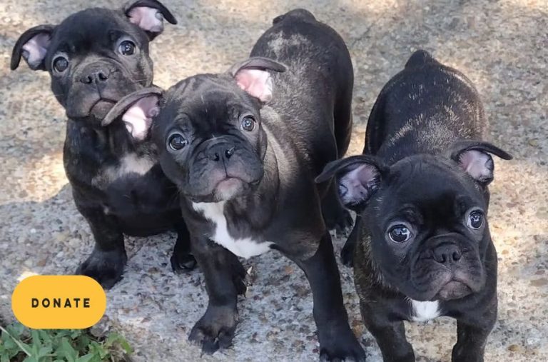 Rescue French Bulldogs: A Volunteer Checklist for Fostering and Rehoming