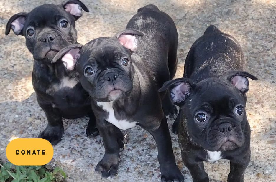 Rescue French Bulldogs: How to Choose the Right Rescue Service for Your Needs
