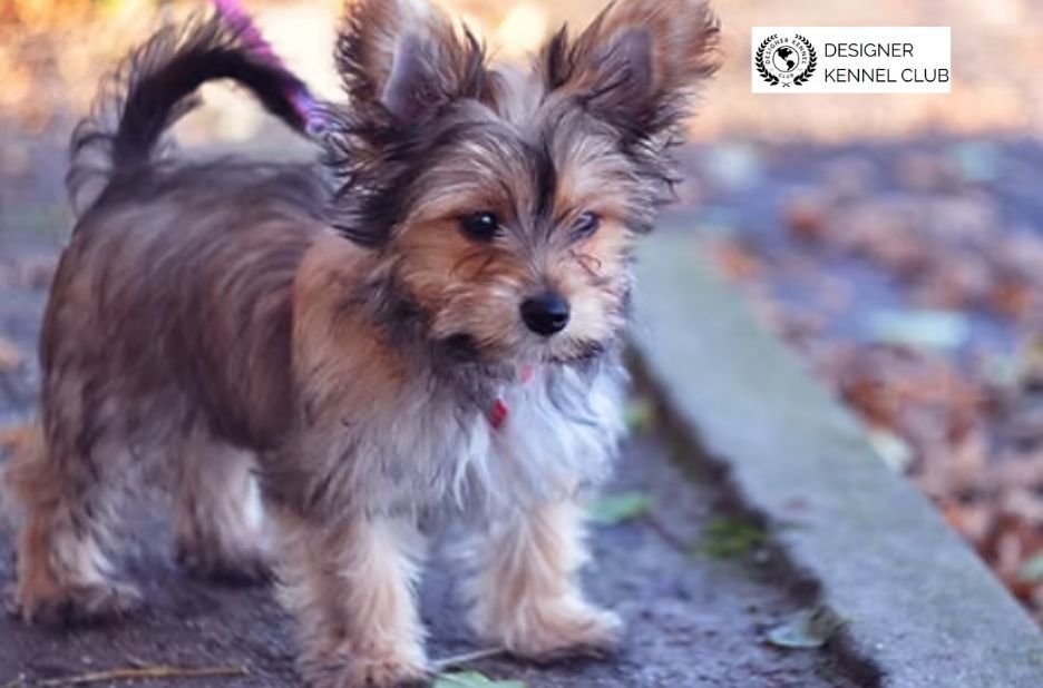 How to Get Registration Papers Without AKC Originals