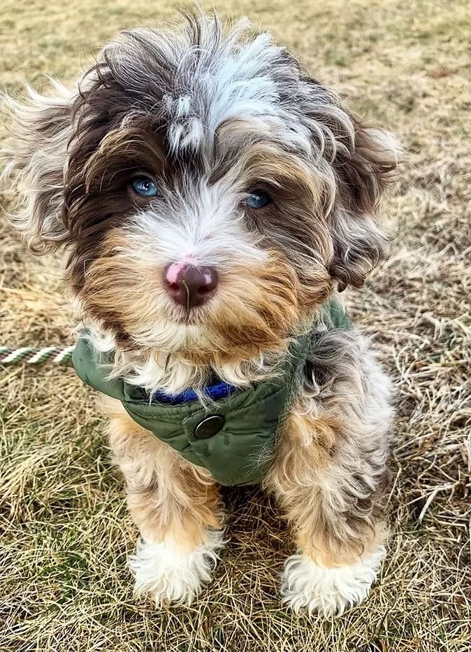 Benefits Guide to Aussiedoodle Registration Basics