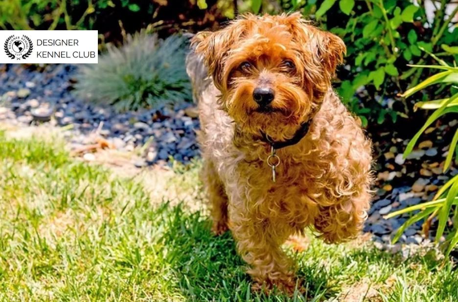 Yorkiepoo Registration Options Without Standard AKC Rules