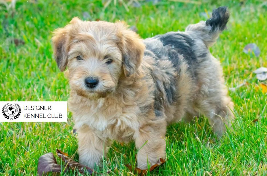 Trustworthy Guide to Wheatenpoo Registration Papers
