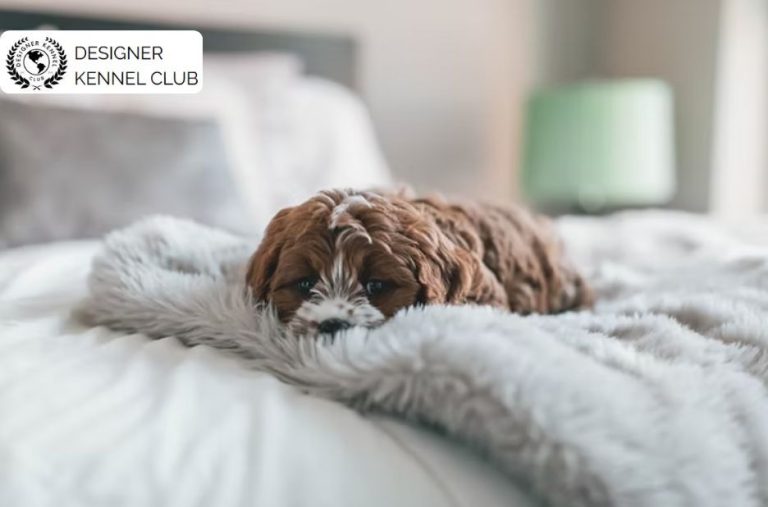 How to Get Cavapoo Records Without AKC Verification