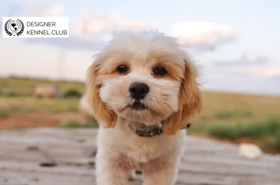 How to Buy a Shih Poo Puppy Without AKC Registration