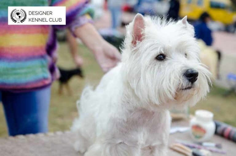 Buyer’s Guide to Non-Purebred Registration Options