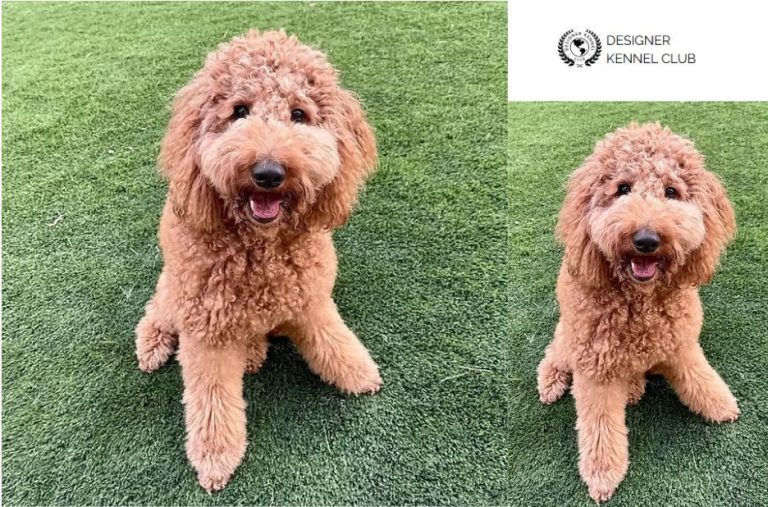 Expert Guide to Goldendoodle Registration Options