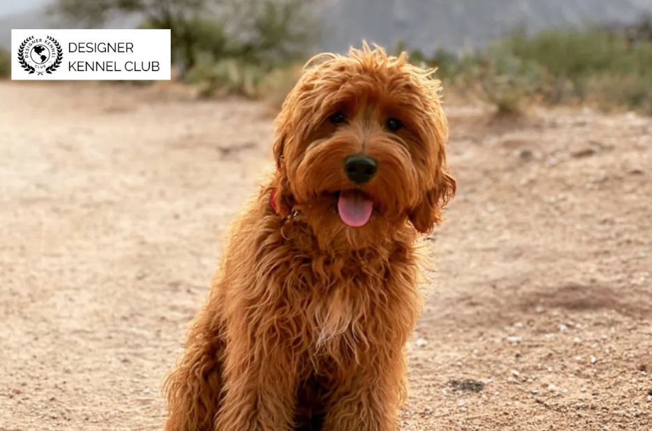 Paperwork Options for Getting Papers on a Dog Without AKC